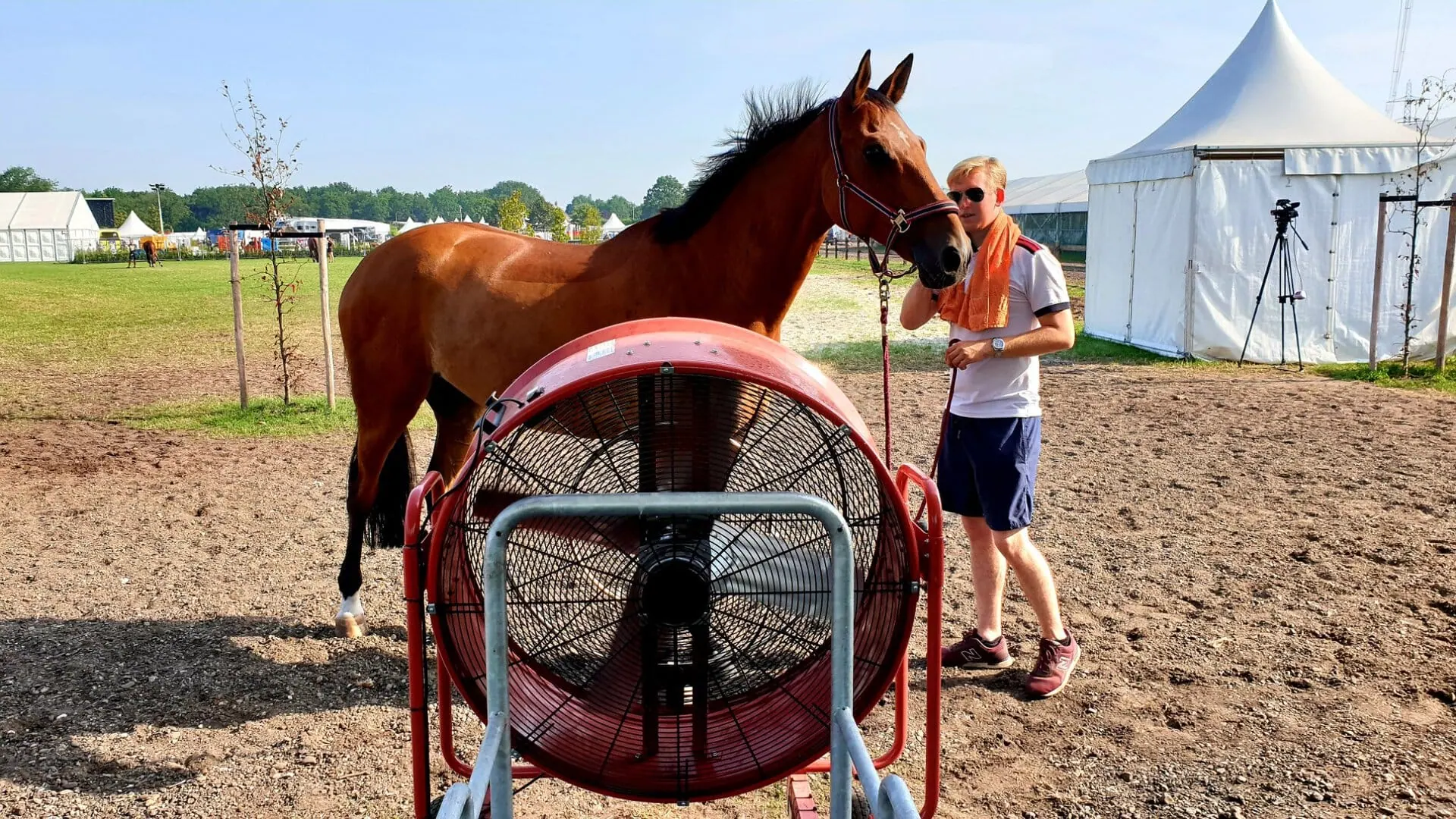 Hitte paarden