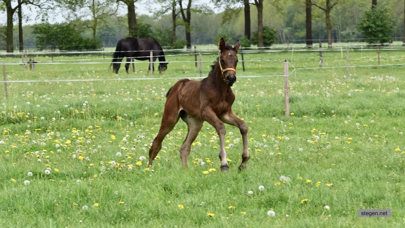gesjoemel paardenvlees