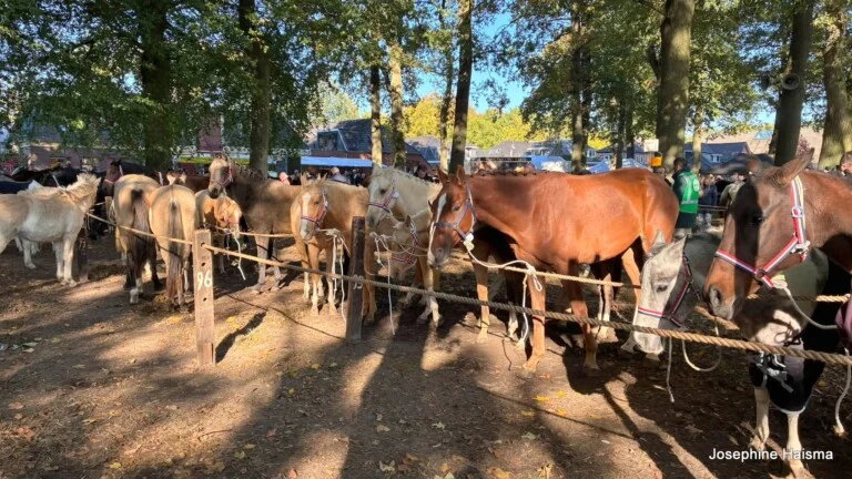 Zuidlaardermarkt
