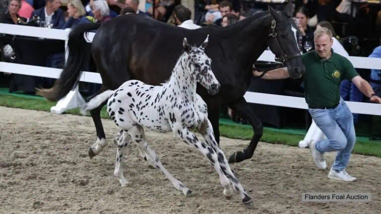 Flanders Foal Auction