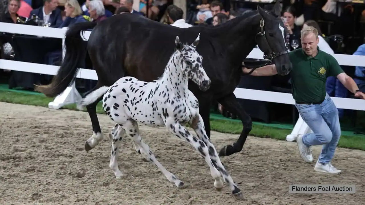 Flanders Foal Auction