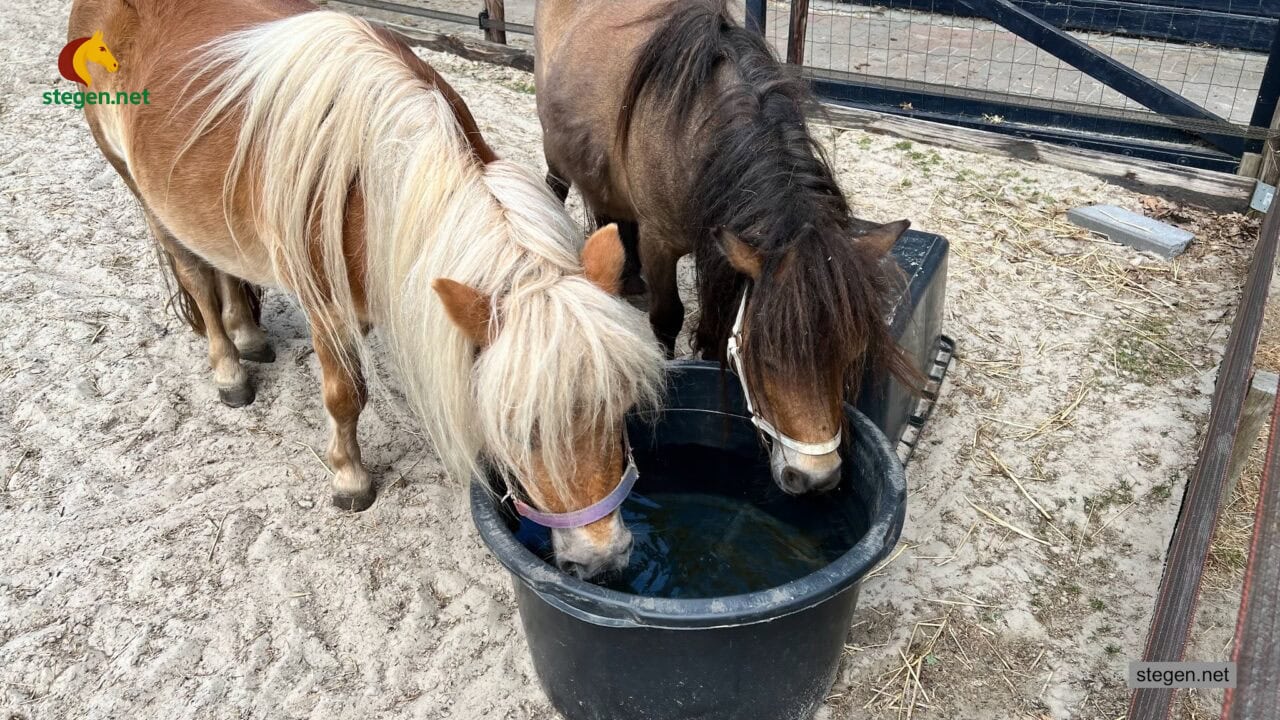 hitte paarden