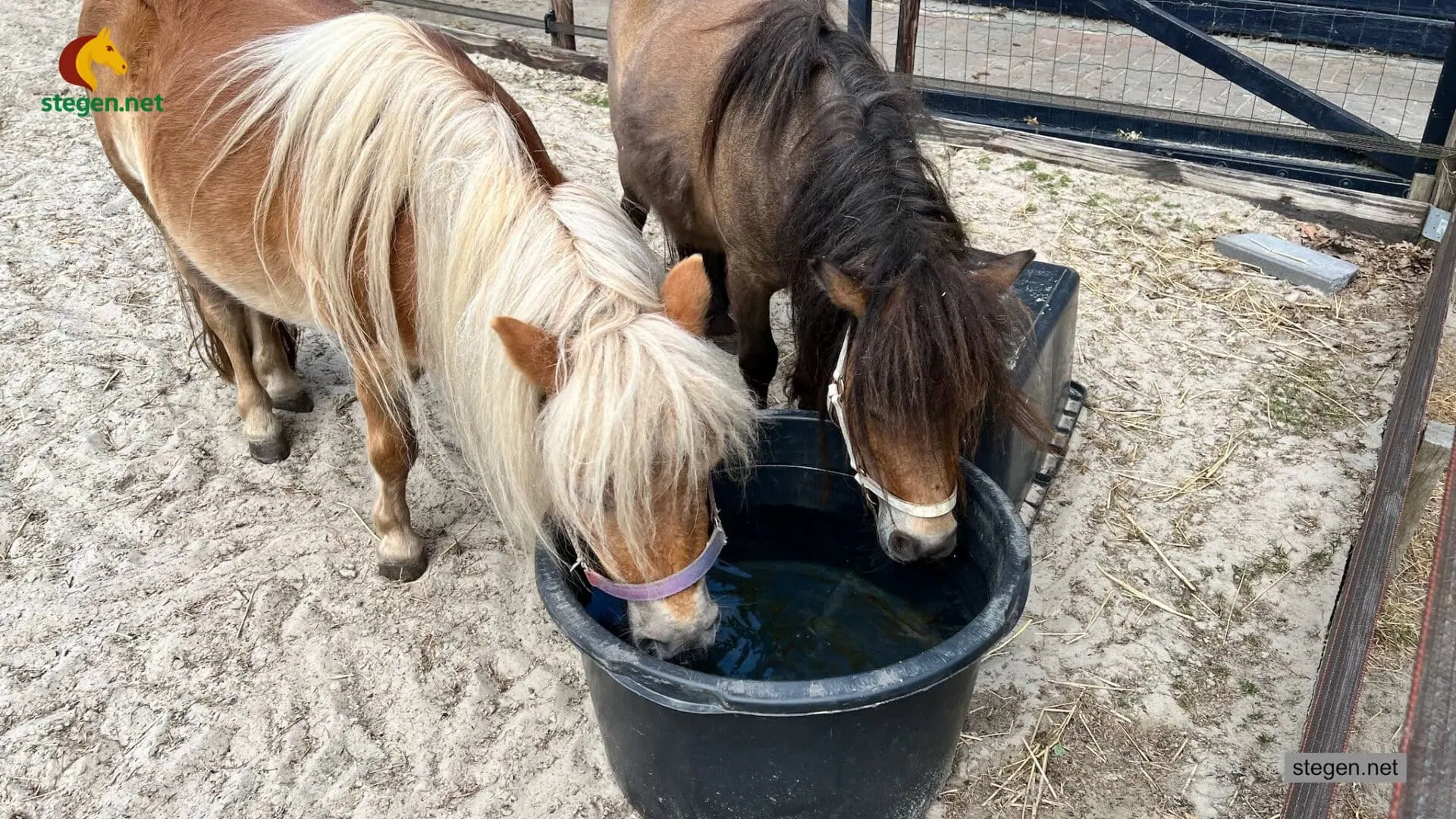 hitte paarden