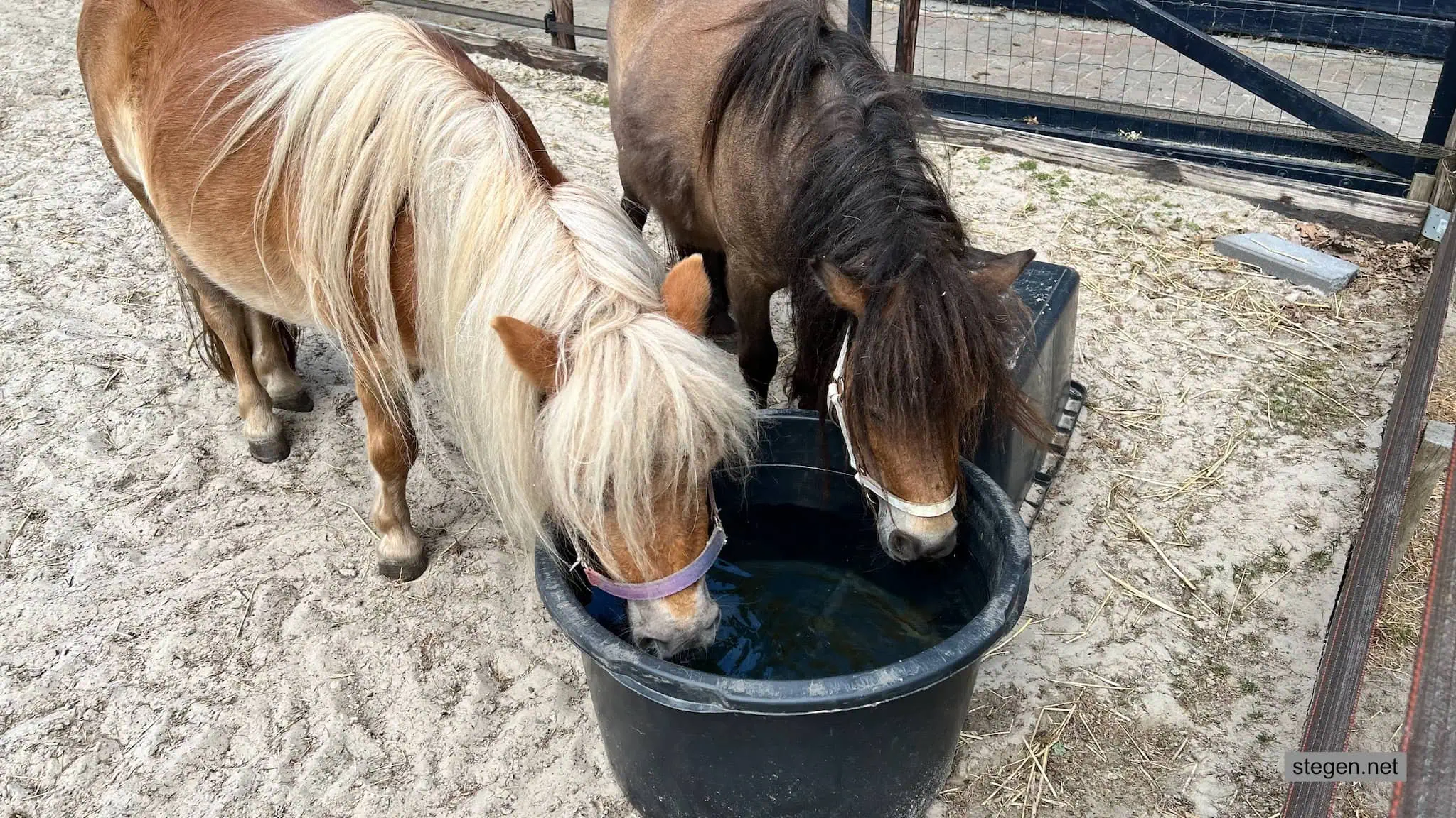 hitte paarden