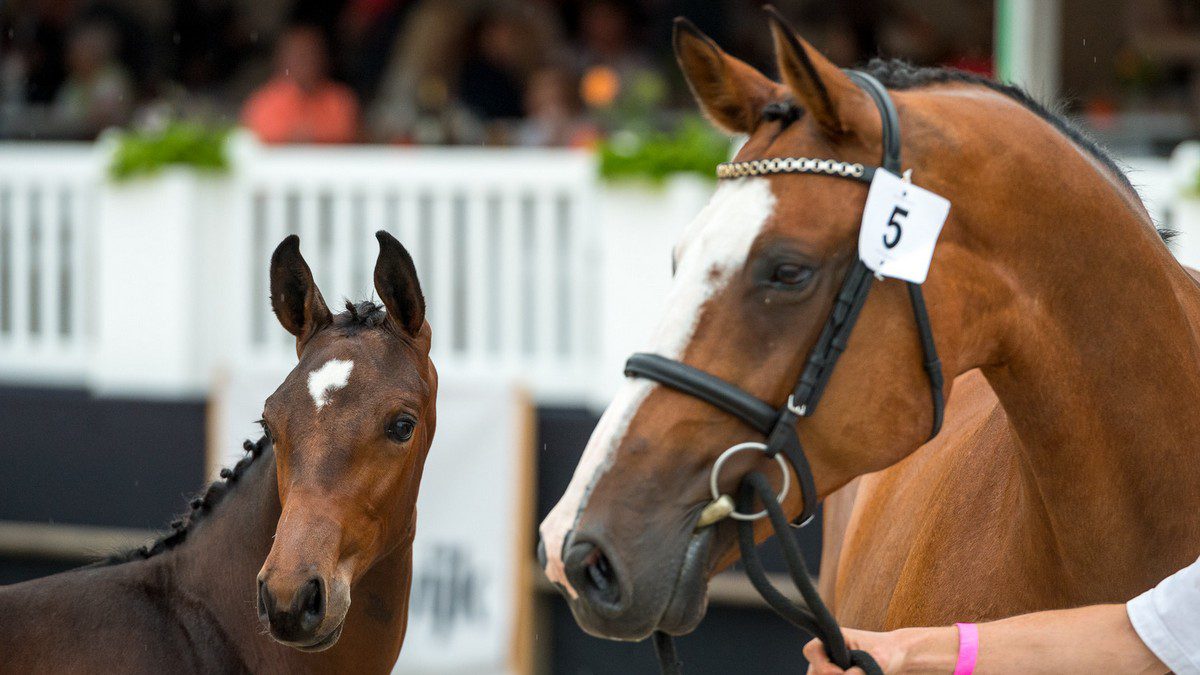 Veilingtopper Dubai Z (v. Diamant de Semilly) met moeder Dylandra (v. Tangelo van de Zuuthoeve).