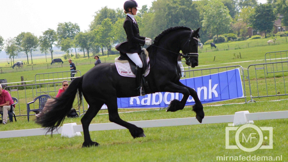 Op het CH Oranjewoud is er veel aandacht voor het Friese paard.