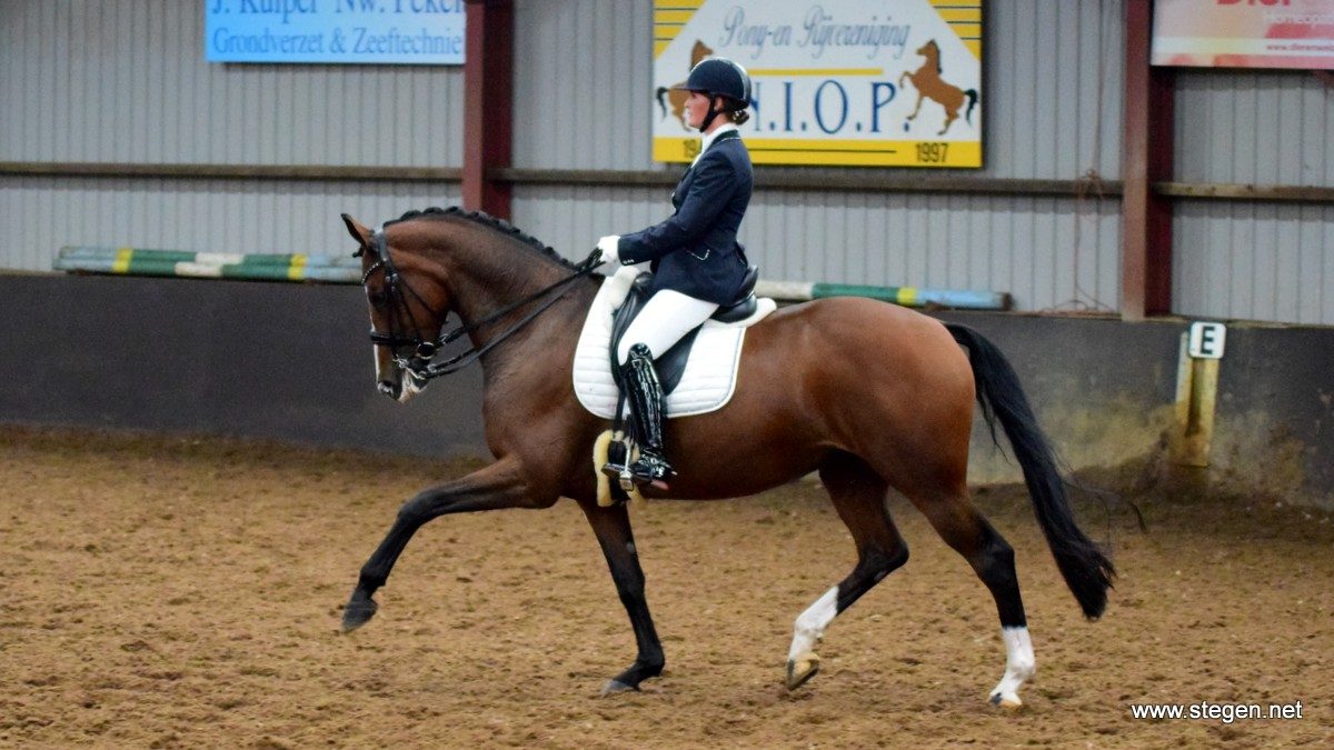 Callista Leeuwerke rijdt het eigen fokproduct Santo's Fatal-Love naar het winnend debuut in de ZZ-licht.