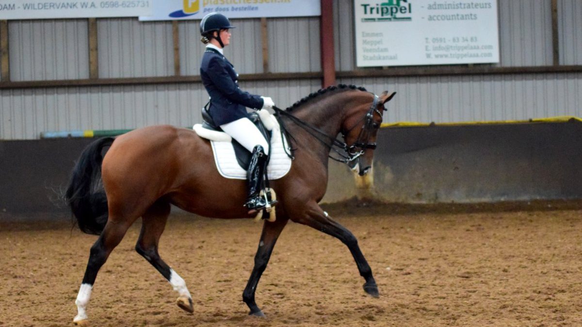 Callista Leeuwerke won met Santo's Fatal Love de ZZ-licht bij de dressuurcompetitie Vlagtwedde.