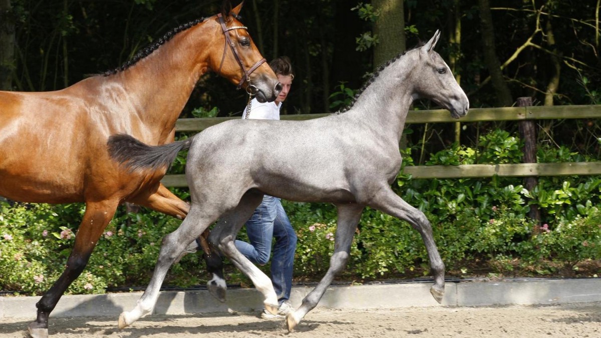 Choccywoccy (Cornet Obolensky x Berlin) ging voor 24.000 euro naar Stal Schuttert.