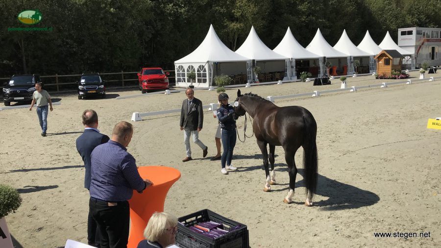 De veterinaire keuring op het EK-dressuur U25 in Exloo.