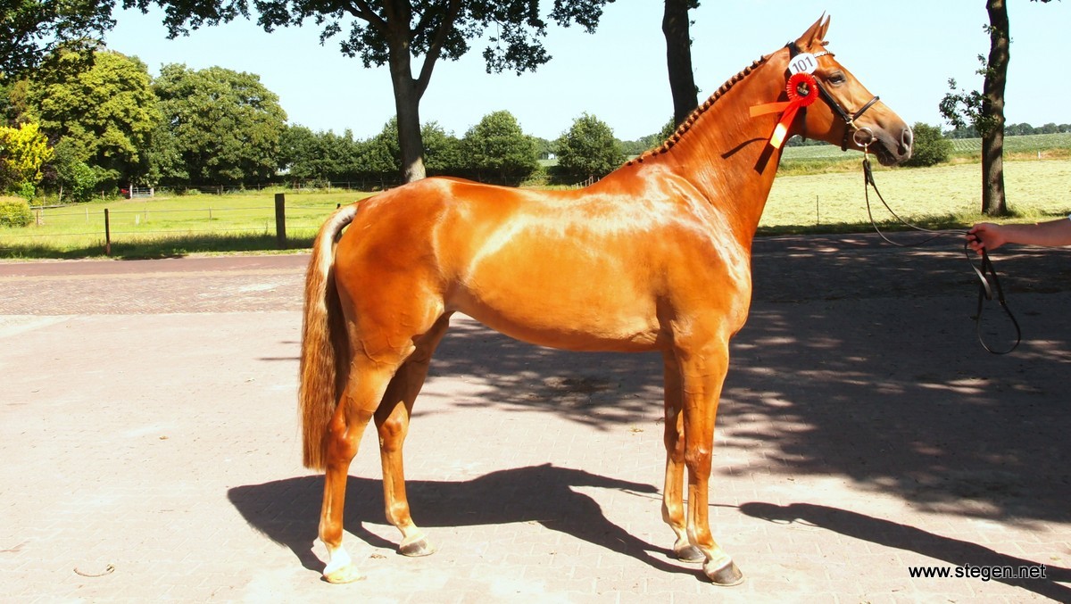 Finerta (Up to Date x Libero H) werd ster en mag naar de Centrale Keuring