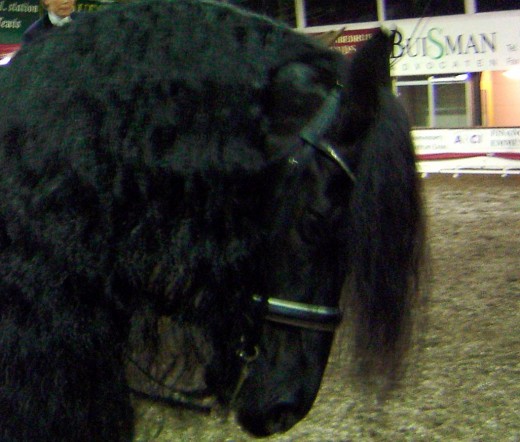 Vermoedelijk op vrijdagavond zijn er twee Friese paarden gestolen.