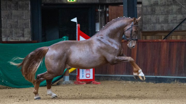 Hengstenkeuring Het Groninger Paard