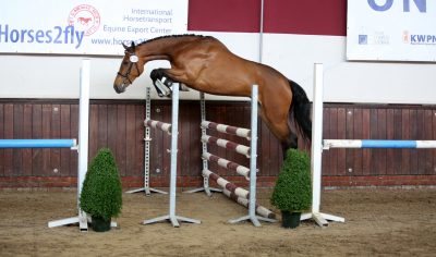 ONNK. Ilfrieda W (Zambesi x Accordeon II) van Stal Eursing behaalde negens voor de techniek achter, afdruk en haar reflexen.