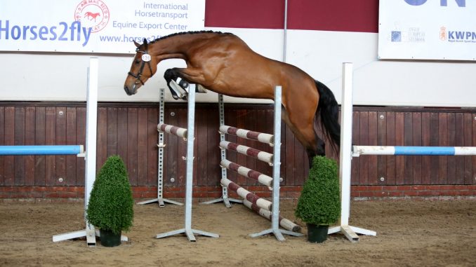 ONNK. Ilfrieda W (Zambesi x Accordeon II) van Stal Eursing behaalde negens voor de techniek achter, afdruk en haar reflexen.