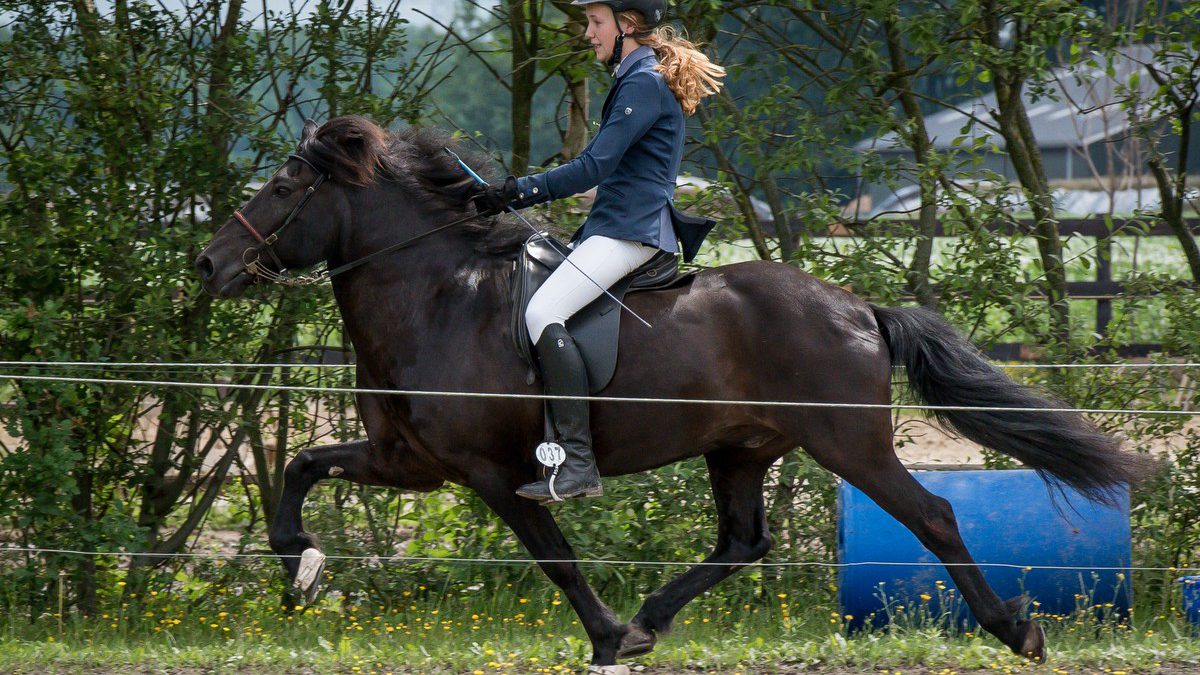 Imre Otter in telgang op weg naar goud bij de wedstrijd voor IJslanders in Exloo.