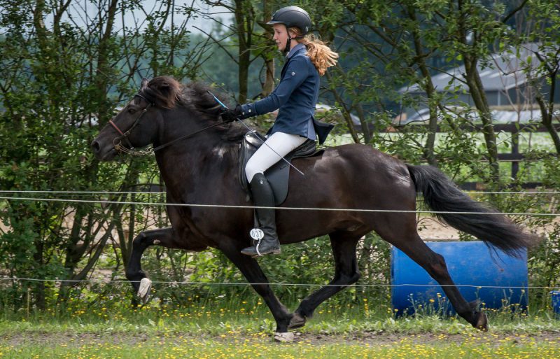 Imre Otter in telgang op weg naar goud bij de wedstrijd voor IJslanders in Exloo.