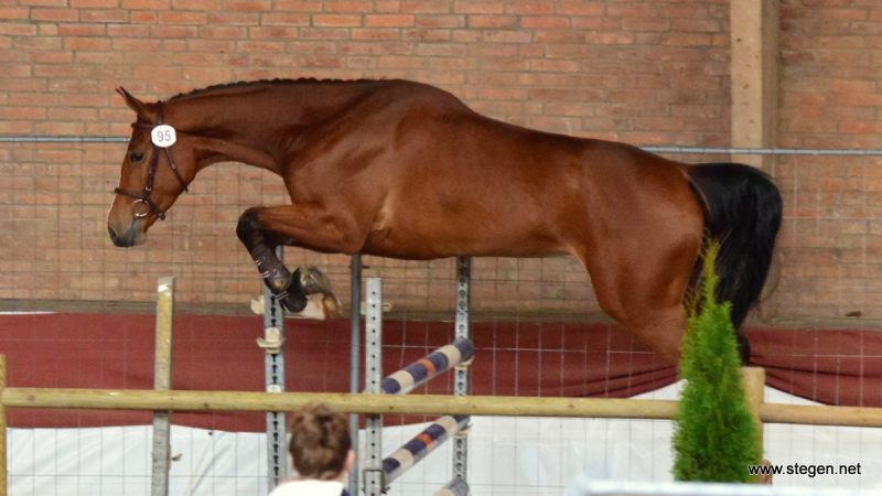 De vierjarige merrie Inia HC (v. Everglade VDL) was bij het ONNK in Winschoten het beste oudere springpaard.
