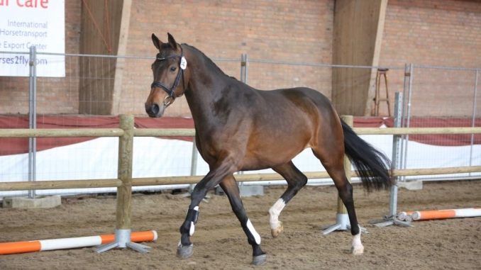 ONNK 2016. De Dream Boy-dochter Intense maakte indruk bij de jonge dressuurpaarden.