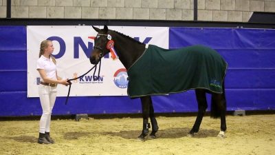 Finale ONNK. Irandalina werd kampioen bij de driejarige springpaarden.