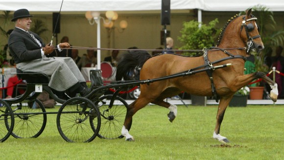 Lambertus Huckriede won met Magic Victory de ereklasse hackney's kleine maat op het CH Dokkum. ©Geert Bouius