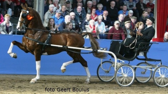 Leendert Veerman met de imponerende Nieuweling Besterly Eribo. ©Geert Bouius