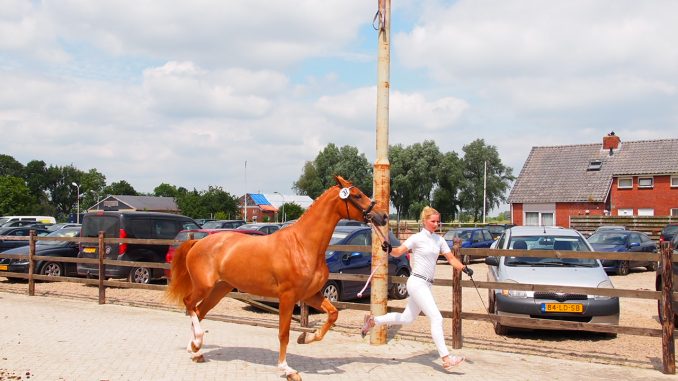 Marloes Oosterhof is niet alleen instructrice en amazone, maar kan ook paarden voorbrengen,