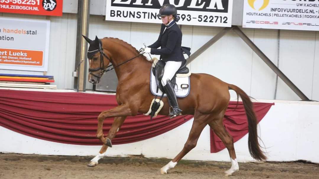 Drentse veulenveiling Assen