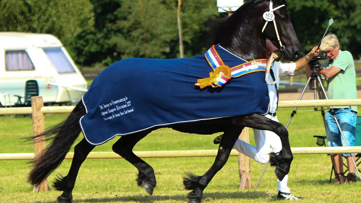 Sinne van stal Lagevoort (Beart 411 x Andries 415) werd in Hilvarenbeek algemeen dagkampioen.