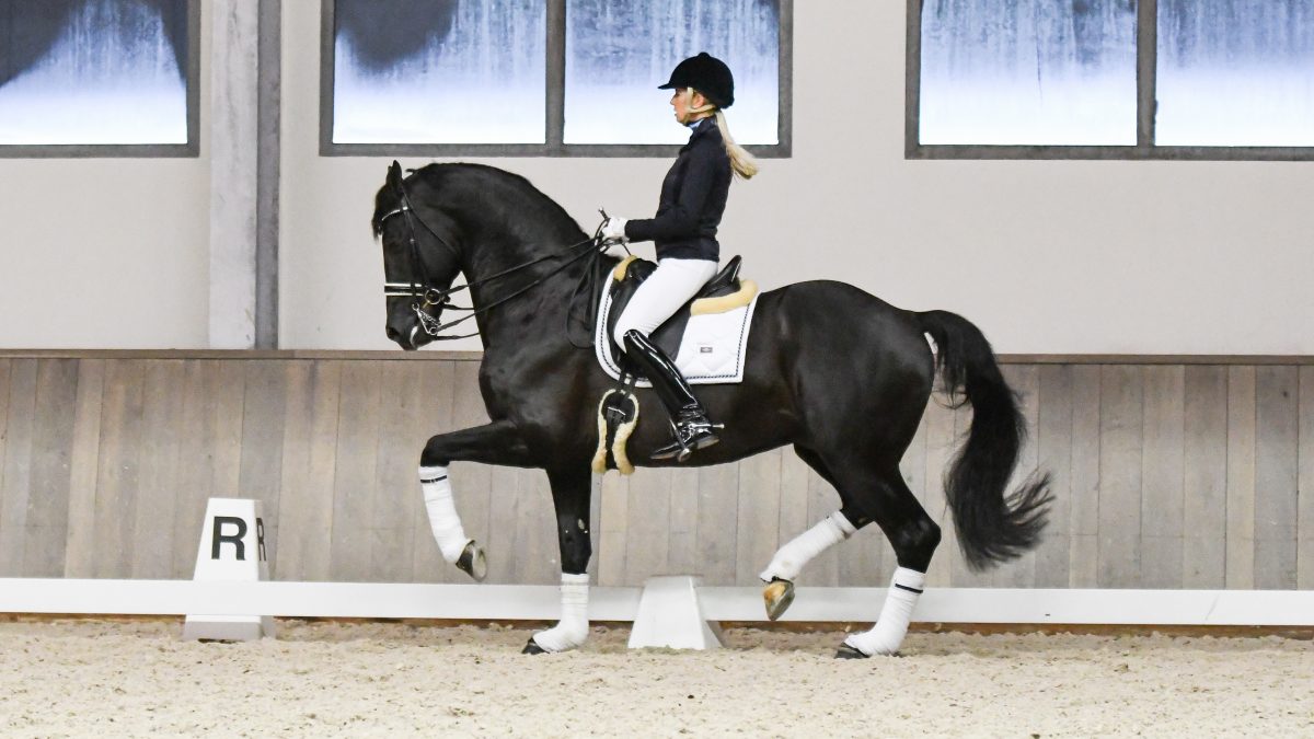 Vai Bruntink is succesvol bezig met de verdere opleiding van de bij het KWPN goedgekeurde Ebony.