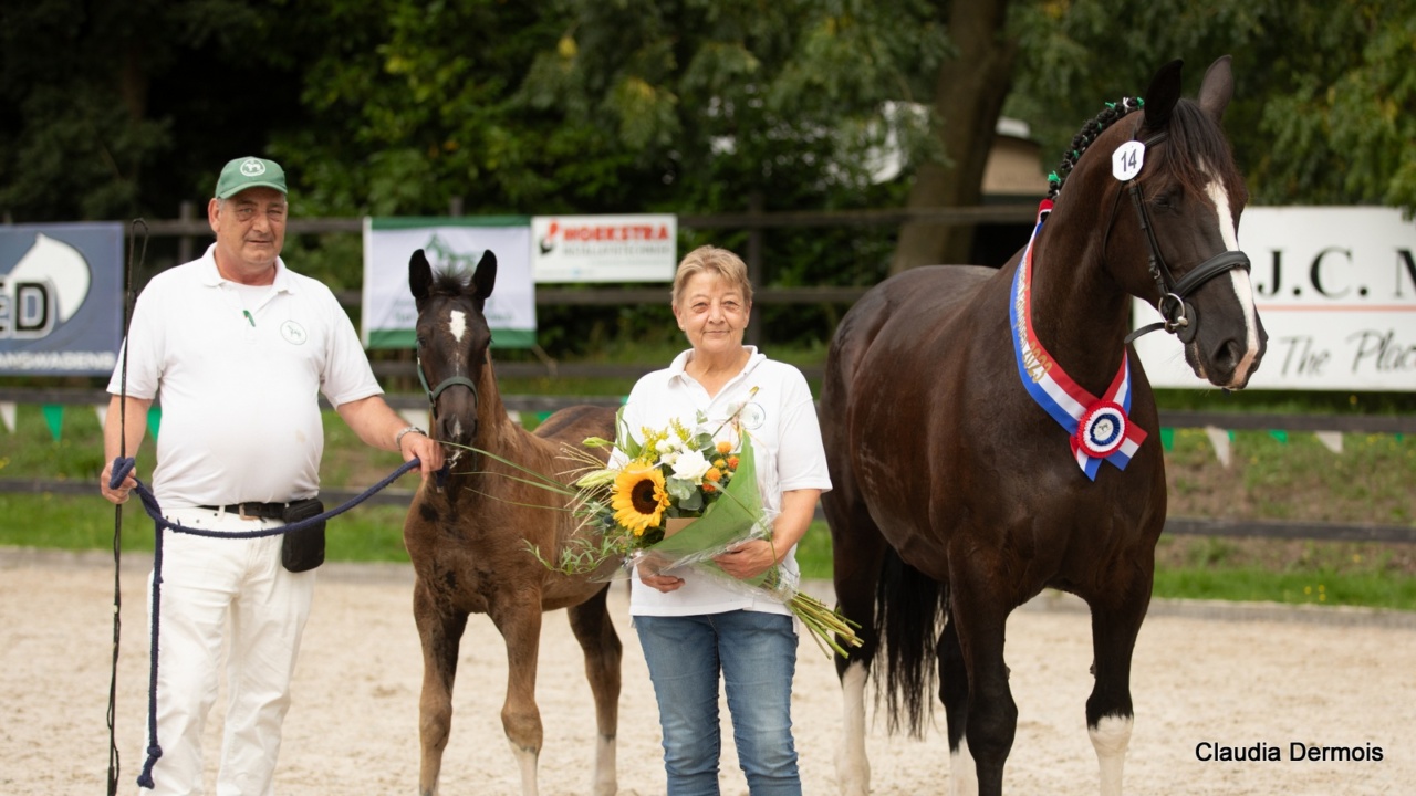 keuring Groninger Paard