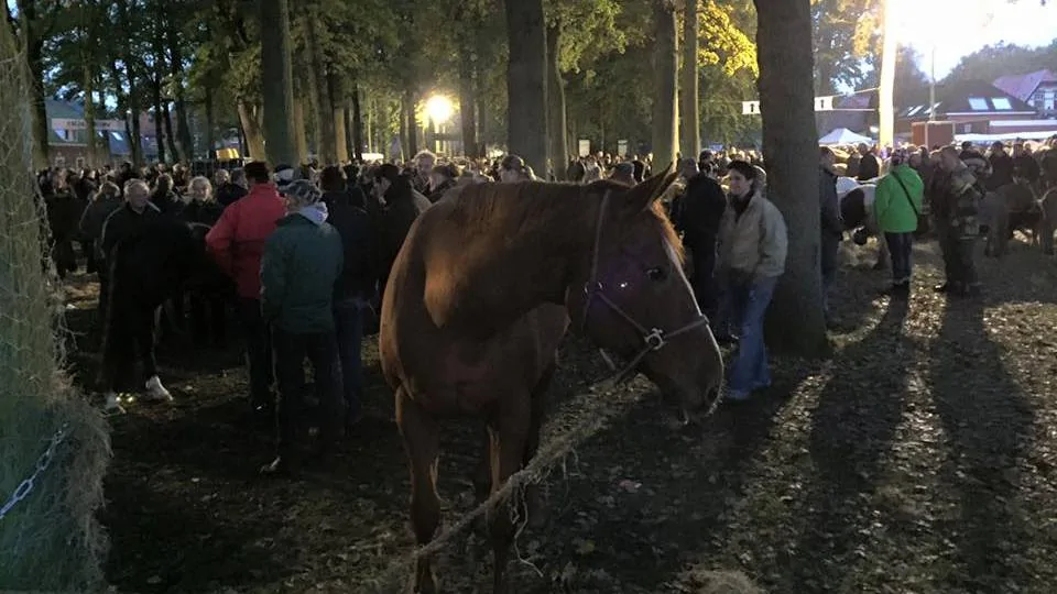 Sfeerbeeld van de Zuidlaardermarkt 2015. foto: Mark Ganzevles