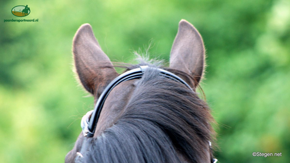 paard