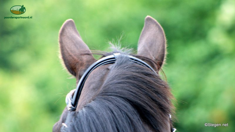 paard