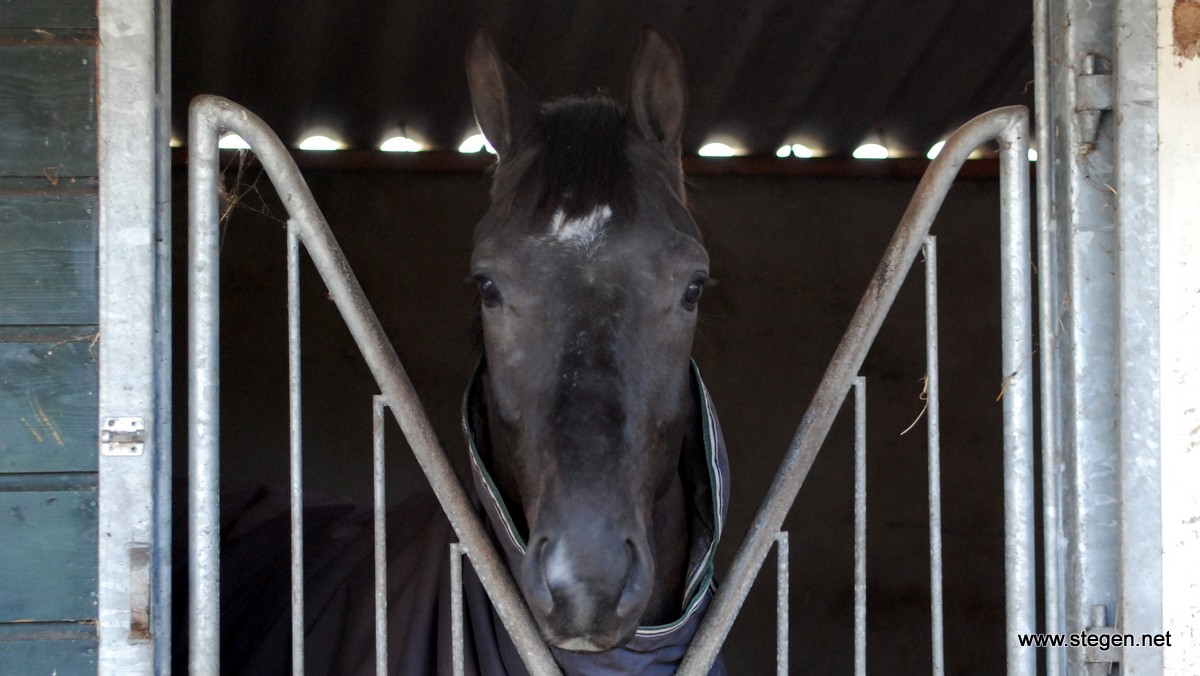 paard