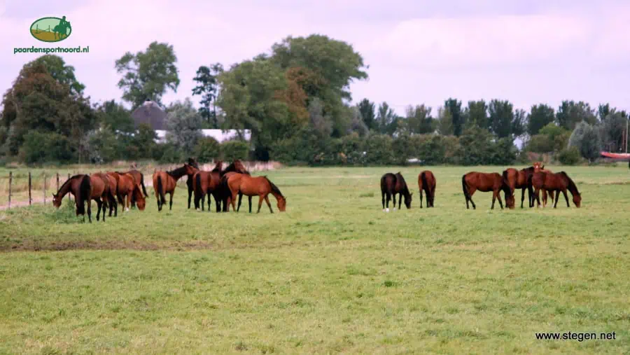 paarden in de wei