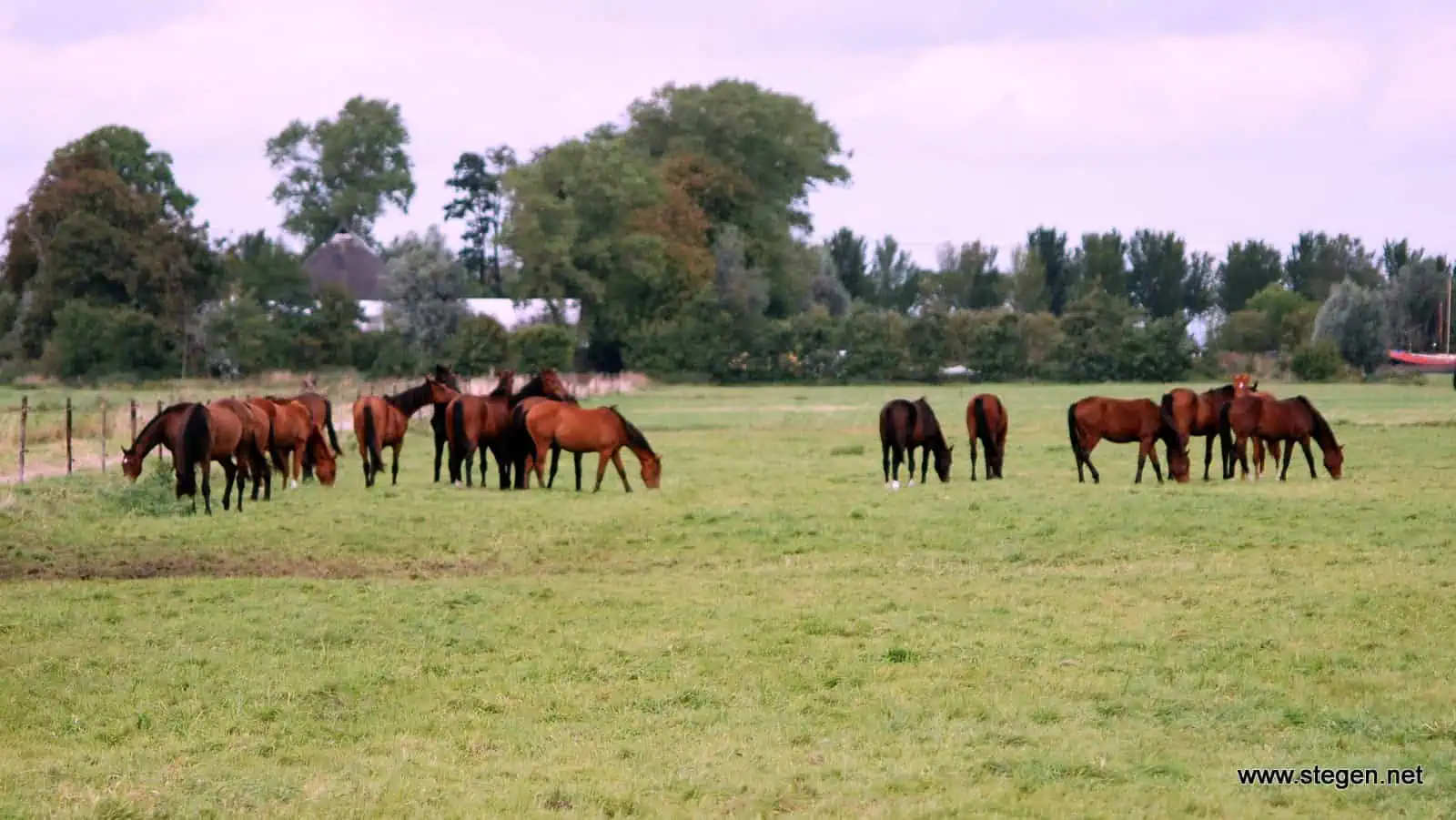 paarden in de wei