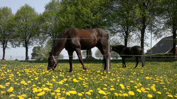 Het gaat goed met de Nederlandse export van paarden.