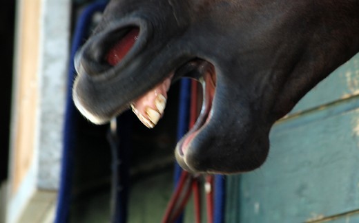 Tal van bedreigingen komen volgens het Platform op de paardensector af.