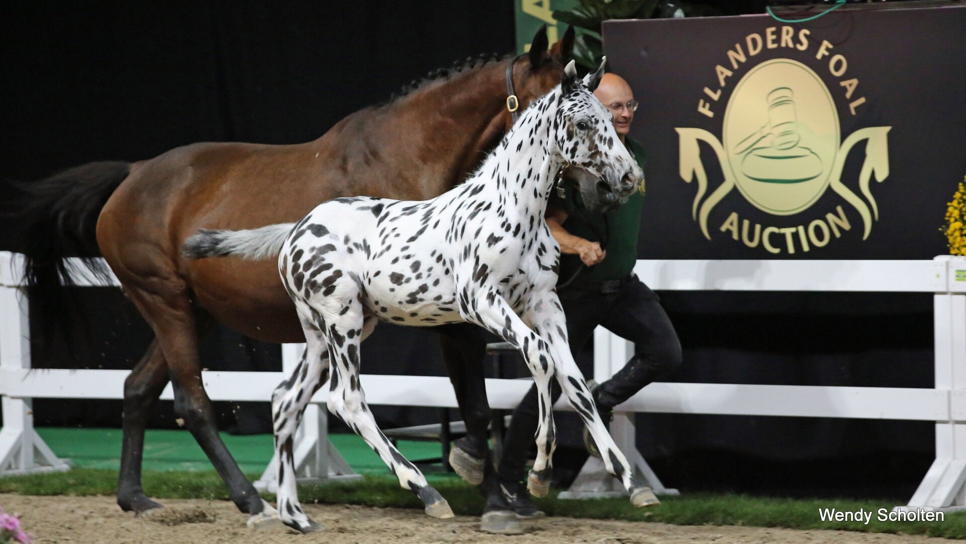 Flanders Foal Auction C-Bra van het Bokt