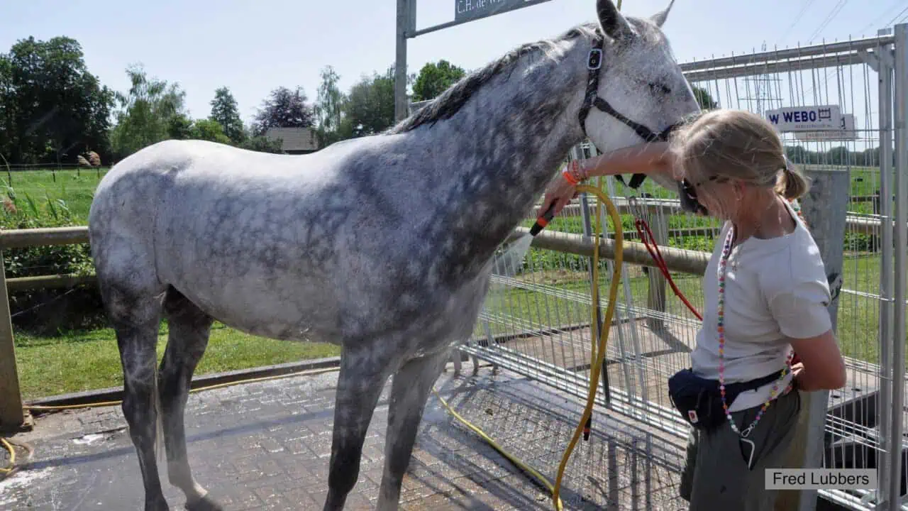 CSIO De Wolden