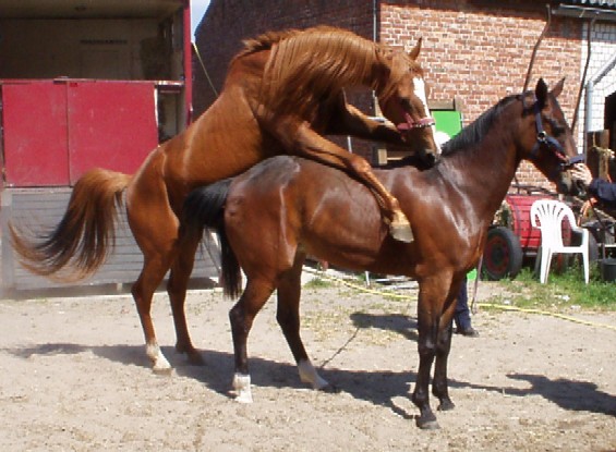 natuurlijke dekking