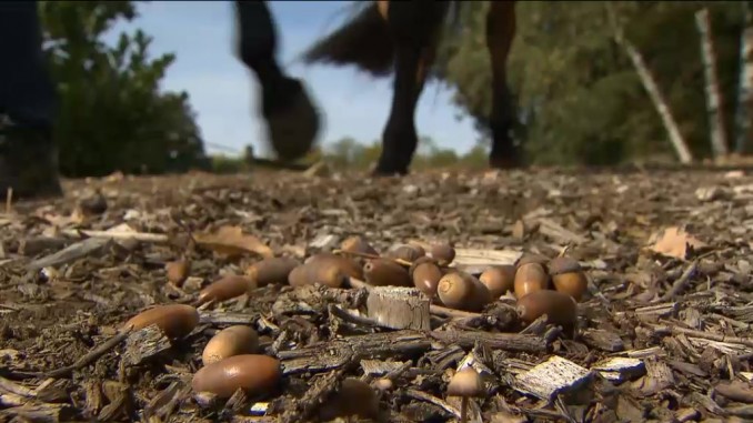 Het eten van veel eikels kan gevaarlijk zijn voor paarden. foto: VTM