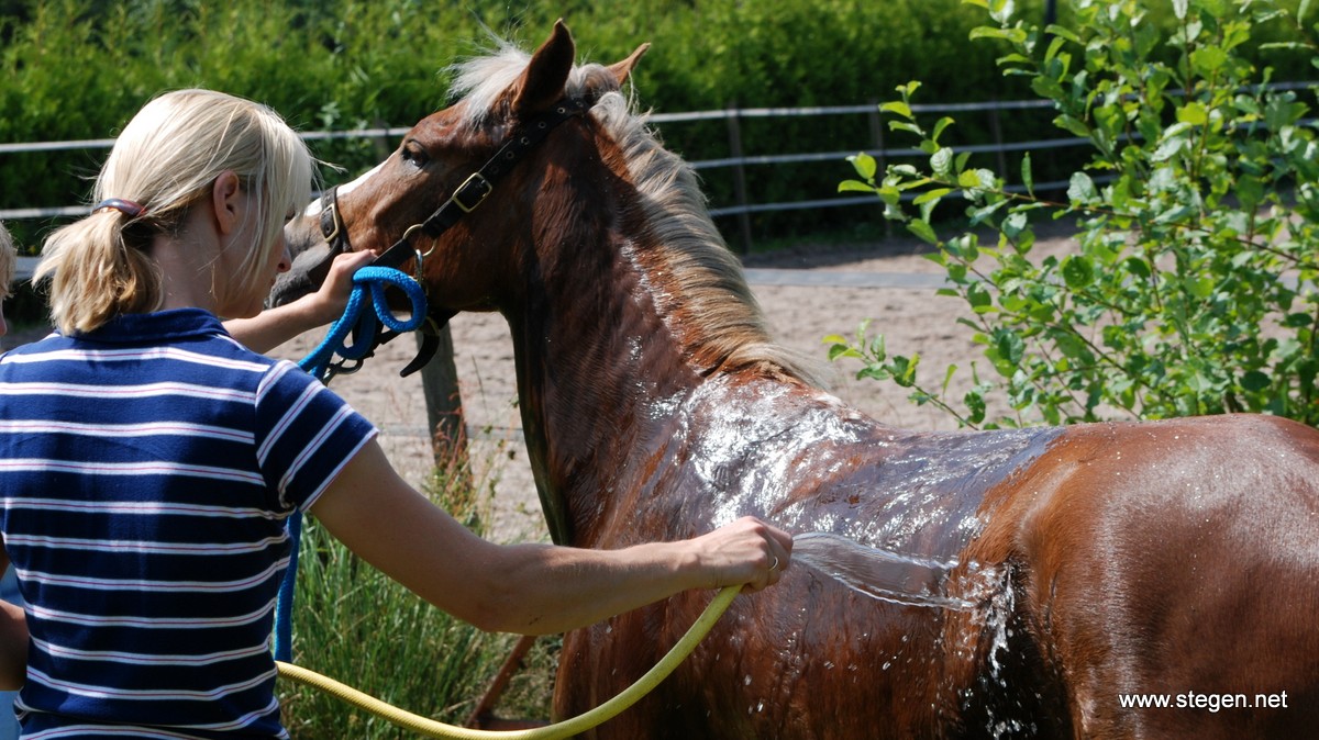 hitte water paarden