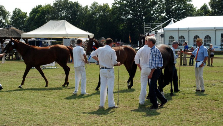 De regio Drenthe van het KWPN verloor in 2013 158 leden.