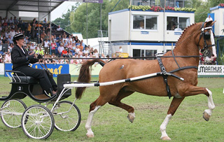 Hanneke Mekkes met Kosmos.