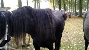 Een mager paard op de Zuidlaardermarkt. ©Dierenbescherming