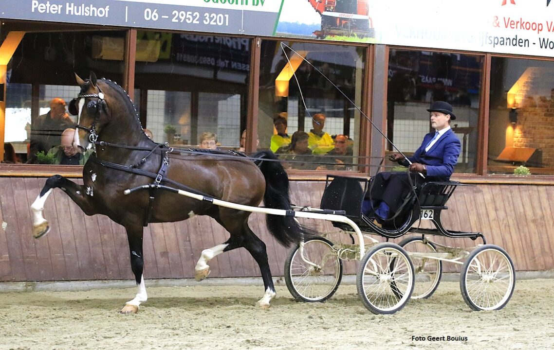 Noordelijke tuigpaarden dag 2026