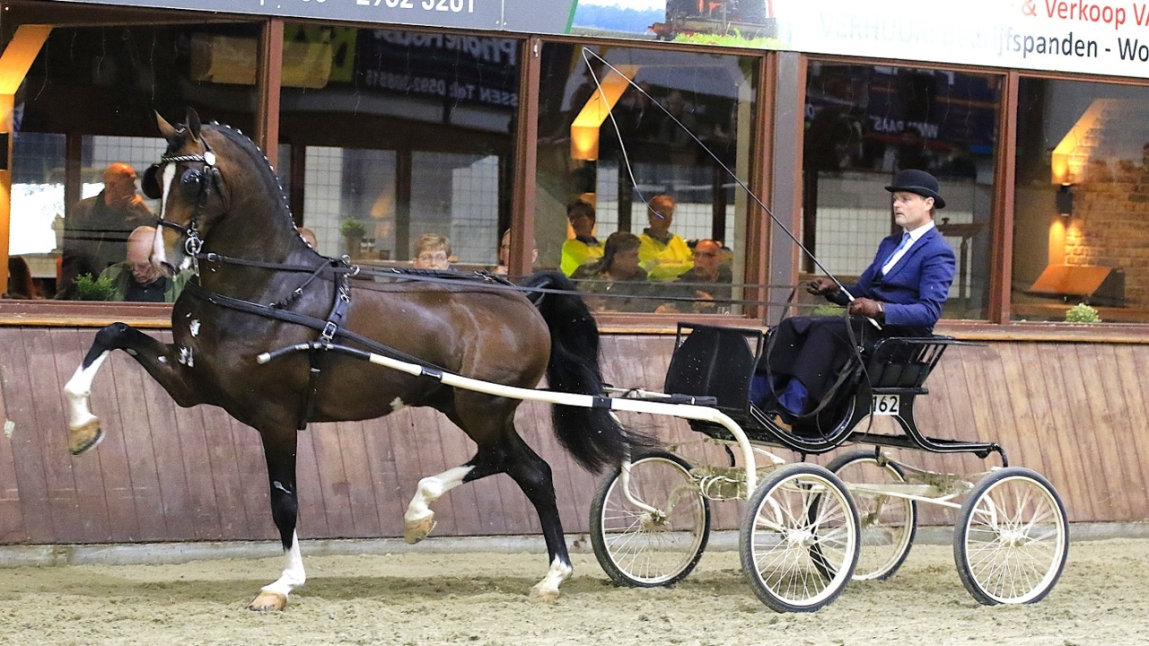 Noordelijke tuigpaarden dag 2026
