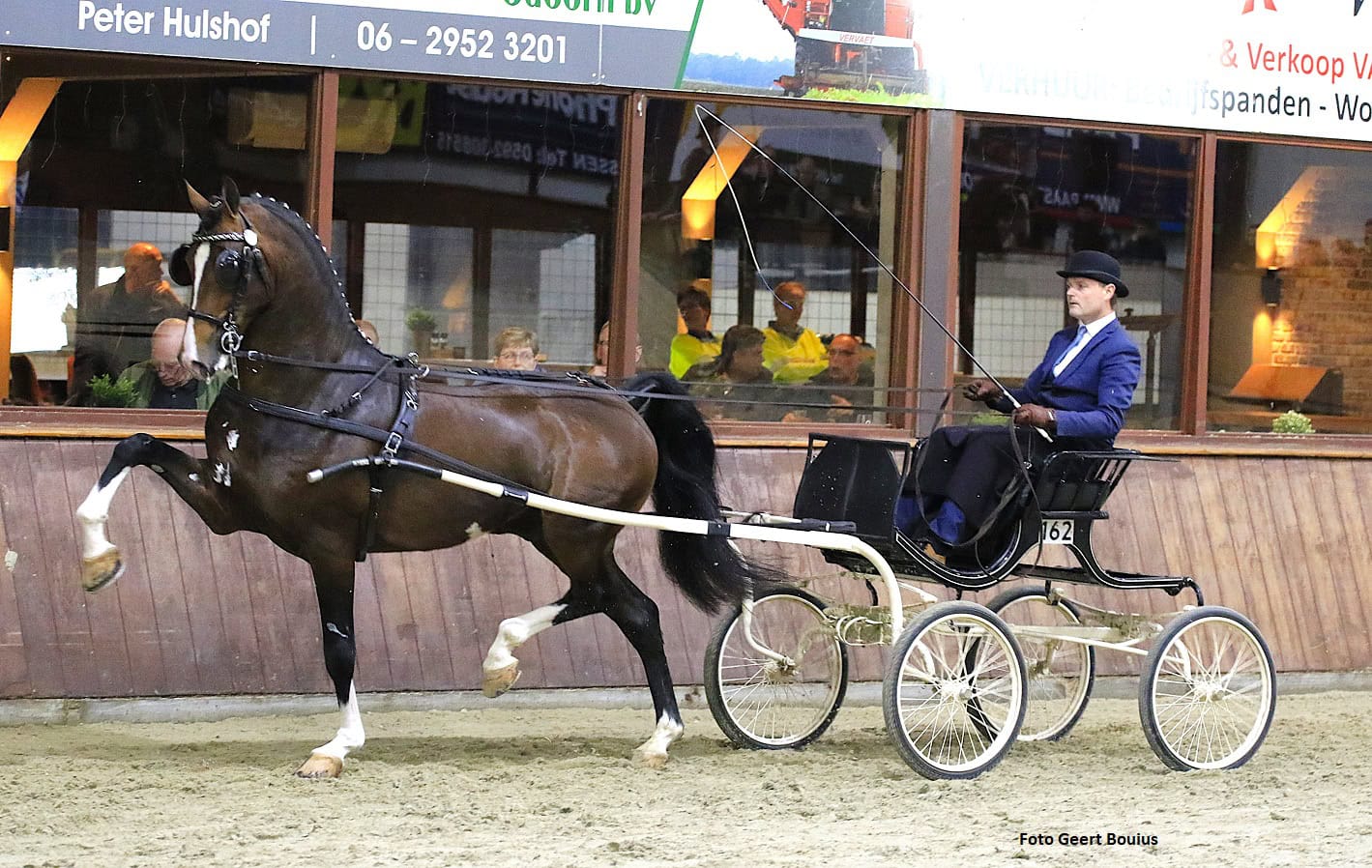 Noordelijke tuigpaarden dag 2026